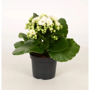 Biała kalanchoe Calandiva w doniczce, kwitnąca roślina doniczkowa GROW by OBI.