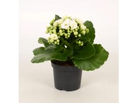 Żyworódka (Kalanchoe Calandiva) biel - don. 9 cm