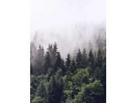 Fototapeta Foggy Forest 192 x 260 cm