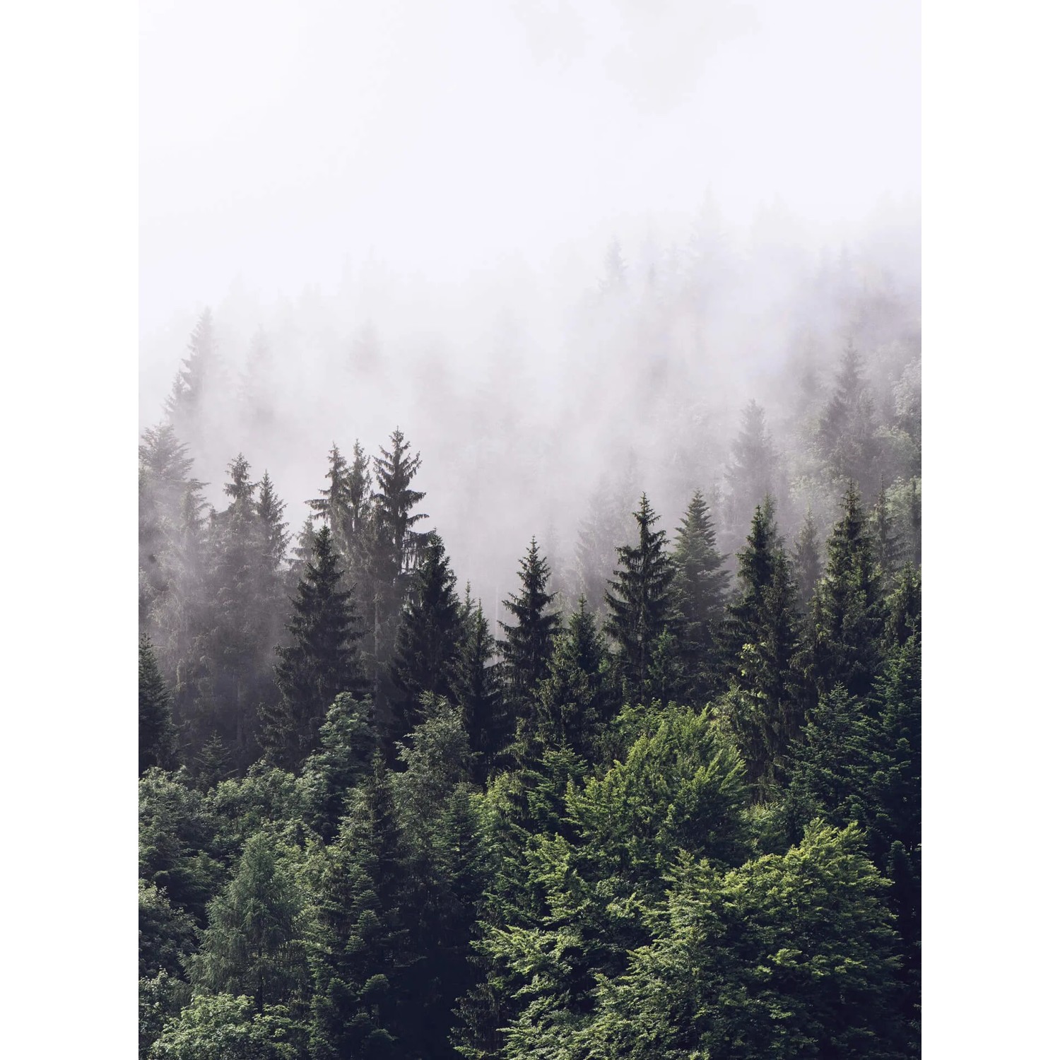 Fototapeta Foggy Forest 192 x 260 cm