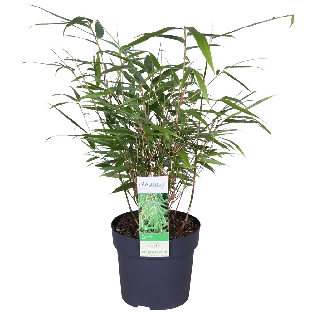 Fargesia Rufa wys. 40cm don. 14cm