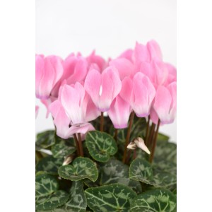 Różowy fiołek alpejski z zielonymi liśćmi.