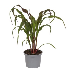 Kwitnąca roślina t.b.t. z zielono-czerwonymi liśćmi w szarej doniczce.