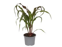 Pennisetum Purple Baron wys. 35 cm