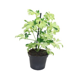 Szefflera w doniczce, zielono-białe liście.