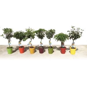 Różne odmiany drzew owocowych w doniczkach, np. jabłoń, brzoskwinia. Wybór w sklepie internetowym OBI.