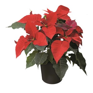 Czerwona gwiazda betlejemska (t.b.t.) w doniczce. Świąteczna dekoracja na Boże Narodzenie.