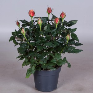 Kompaktowa róża rabatowa t.b.t. w doniczce z pomarańczowymi pąkami i zielonymi liśćmi.