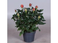 Róża Patio hit pomarańcz 1-26tk24cm don. 13cm