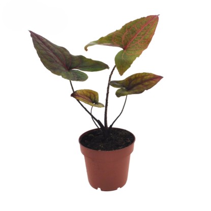 Alokazja Black Jack (Cyrtosperma Johnstonii) don. 12 cm