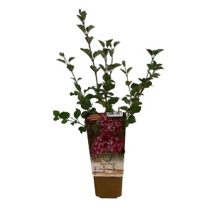 Kwitnący lilak 'Red Pixie' w doniczce z zielonymi liśćmi i czerwonymi kwiatami.