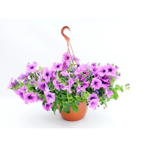 Wisząca petunia t.b.t. z fioletowymi kwiatami w doniczce, idealna na balkon i do ogrodu.