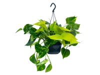 Epipremnum pinnatum - don. 15 cm