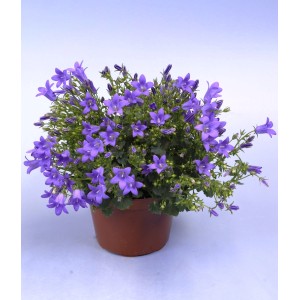 Kwitnąca roślina t.b.t. z fioletowymi kwiatami w doniczce.