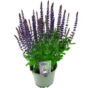 Szałwia omszona (Salvia nemorosa) mix don. 17 cm