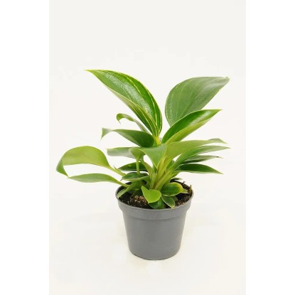 Filodendron (Philodendron Golden Princess) - don. 6 cm