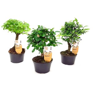 Trzy różne drzewka bonsai w czarnych doniczkach.