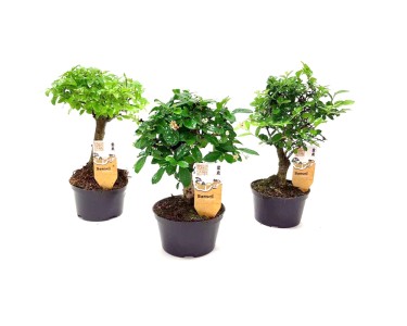 fir de bambus pret Lucky Bamboo – bambusul norocos la fir, simbol al echilibrului si pros –  Secret Garden Plant Shop main image 1