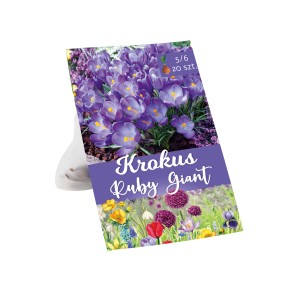 Opakowanie cebulek krokusa 'Ruby Giant', fioletowe kwiaty.