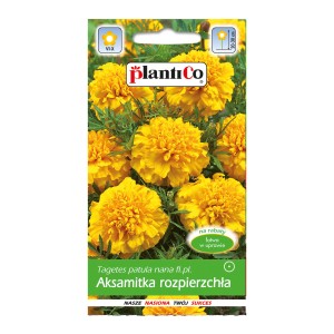 Nasiona aksamitki rozpierzchłej (Tagetes patula nana fl.pl.) z żółtymi kwiatami.