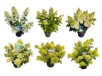 Hortensja bukietowa (Hydrangea Paniculata) mix - don. 26 cm