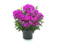 Phlox mix wys.45cm