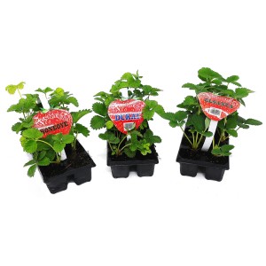 Zestaw trzech sadzonek truskawek w małych doniczkach z etykietami odmian.