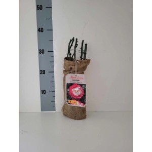 Zapakowana róża rabatowa ze zdjęciem kwiatu. Idealna do ogrodu i na rabaty.