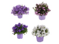 Dzwonek (Campanula) mix - don. 14 cm