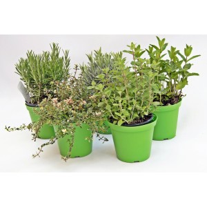 Różne zioła kulinarne w doniczkach, np. rozmaryn, tymianek, mięta.