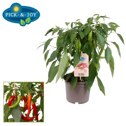 Sadzonka chilli mix P&J wys. 30-35cm don. 12cm