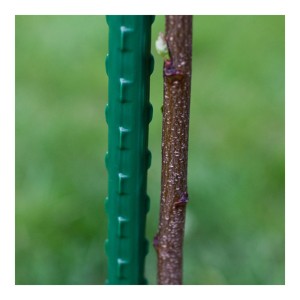 Zielony palik wspierający roślinę obok młodego pędu drzewa, akcesorium ogrodowe.