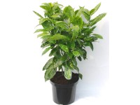 Aukuba japońska odm. Variegata (Aucuba japonica)