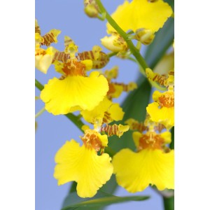 Żółta orchidea t.b.t. z brązowymi akcentami, zbliżenie.