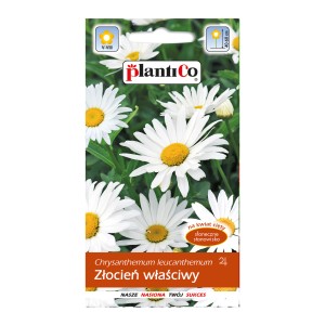 Opakowanie nasion margerytki (Chrysanthemum leucanthemum) na słoneczne stanowiska.