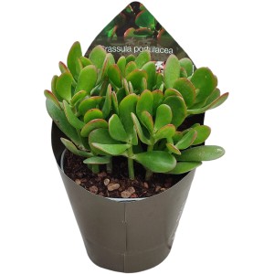 Zielony sukulent w ozdobnej doniczce, średnica doniczki ok. 14 cm. Dekoracyjna roślina doniczkowa, łatwa w pielęgnacji.