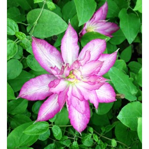 Kwitnący powojnik (Clematis) z różowo-białymi kwiatami na tle zielonych liści.