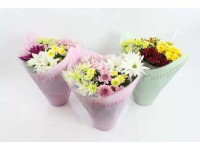 Chryzantema (Chrysanthemum) mix Bouquets - don. 14 cm