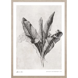 ARS LONGA Obraz BANANA LEAVES 53 x 73 cm