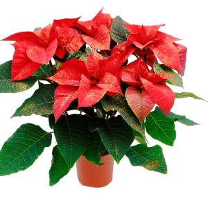 Czerwona gwiazda betlejemska (Poinsecja) w doniczce ze złotym brokatem.