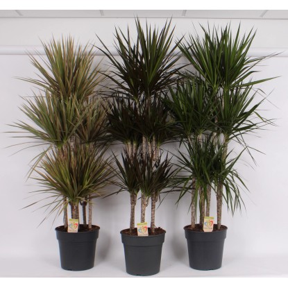 Dracena (Dracaena Carrousel) mix - wys. około 160 cm, 31 cm