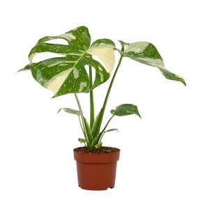 Monstera roślina doniczkowa z zielono-białymi liśćmi w doniczce.