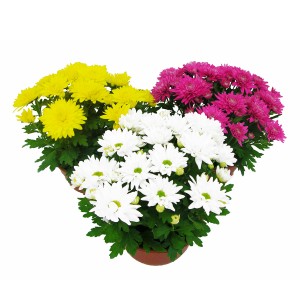 Chryzantema Time (Chrysanthemum) mix don. 17 cm