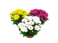 Chryzantema Time (Chrysanthemum) mix don. 17 cm