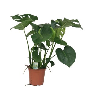 Monstera deliciosa - don. 19 cm