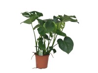 Monstera deliciosa - don. 19 cm