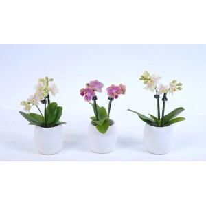 Trzy mini storczyki w białych doniczkach, różne kolory kwiatów.