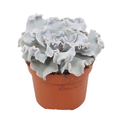 Eszeweria (Echeveria) - don. 10,5 cm