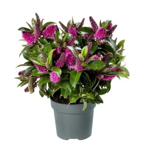 Roślina doniczkowa T.b.t. z różowymi kwiatami i zielonymi liśćmi w doniczce.