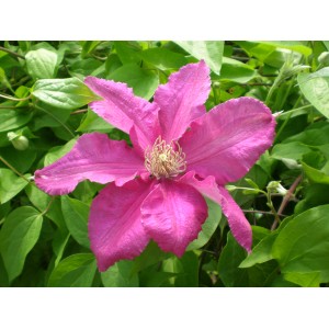 Zbliżenie różowego kwiatu powojnika (Clematis) z zielonymi liśćmi.